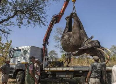 عملیات انتقال 250 فیل به 350 کیلومتر دورتر از سکونتگاه